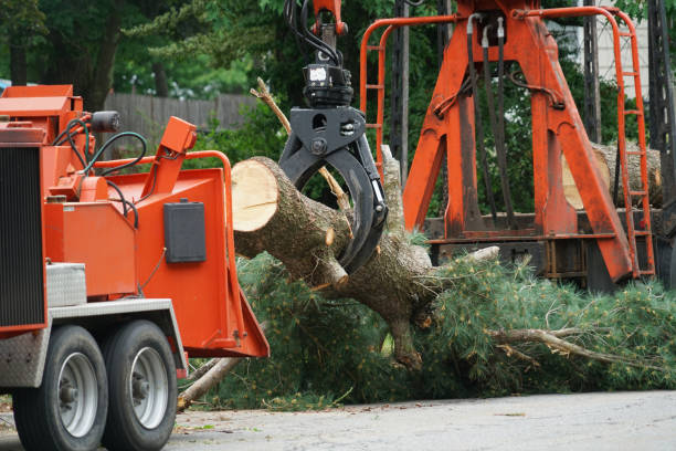 Best Local Tree Services  in USA